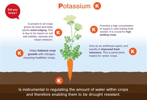 Potassium in food production - Fertilizers Europe