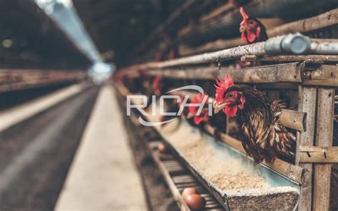 Very detailed feed formula for laying hens | RICHI