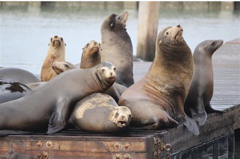 Celebrating 30 Years Of Sea Lions At Pier 39 - San Francisco News