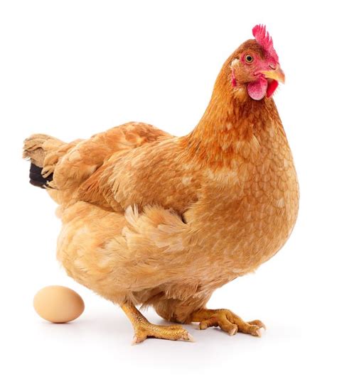 Here's What Farms Do To Hens Who Are Too Old To Lay Eggs | HuffPost Canada