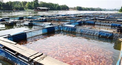 Sustainable Fish Farm