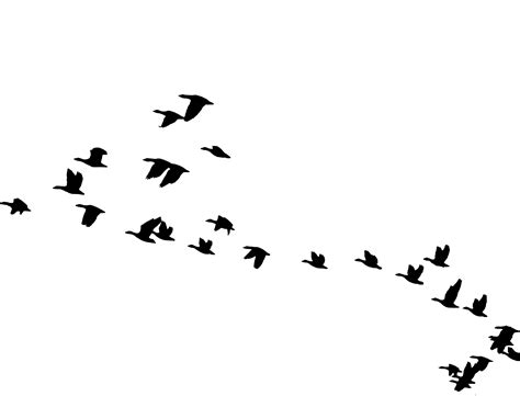 Collection of Bird In Flight PNG HD. | PlusPNG