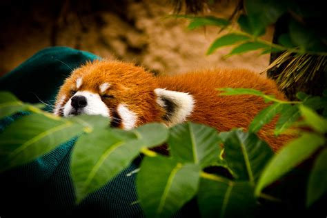 🔥 [40+] Cute Red Panda Wallpapers | WallpaperSafari