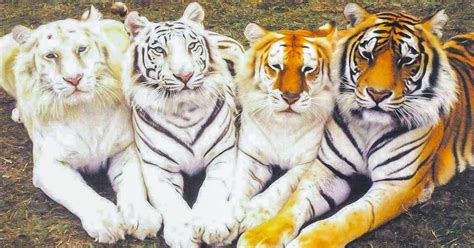 26 Animales que te impresionarán con sus sorprendentes colores / Genial