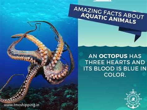 Interesting Facts about Sea Life - YouTube