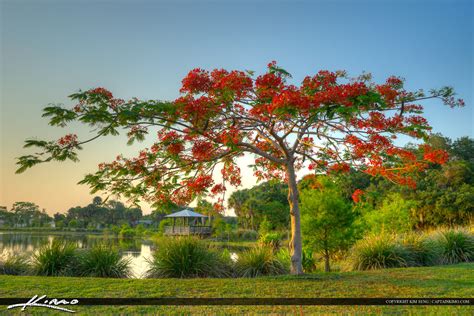 Royal Poinciana tree in St. Lucie County Florida | Royal Stock Photo