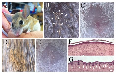 The amazing spiny mouse, the champion of mammalian regeneration