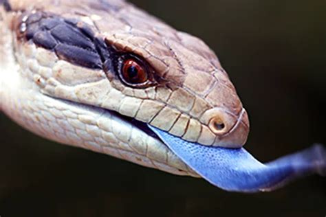 Blue-tongued Lizard - Diet, Habitat, Facts | Blue Tongued Skink