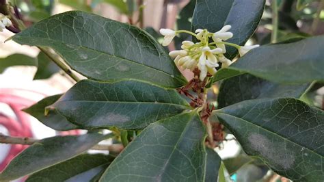 Fragrant Tea Olive 'Osmanthus Fragrans' - YouTube