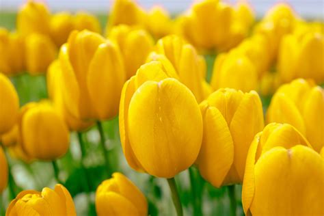 Yellow tulips - Photo #8825 - motosha | Free Stock Photos