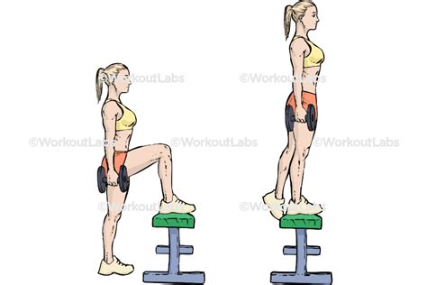 Dumbbell Step-Ups – WorkoutLabs Exercise Guide