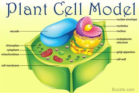 Incredibly Creative Tips on How to Make a Plant Cell Model