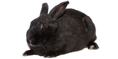 The Havana Rabbit - A breed Guide - Little Furry Pets