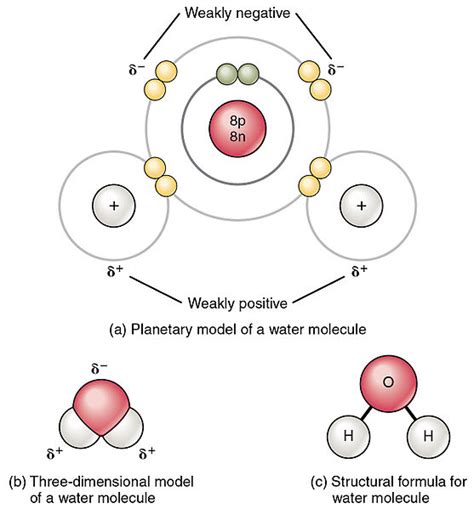 Describe Polar Covalent Bonds Using Water as an Example