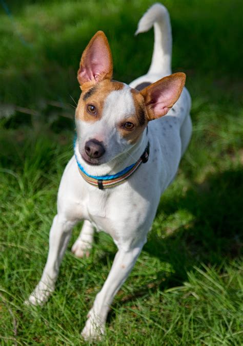 Shelter Dogs of Portland: "JACK" happy Jack Russell (Rat Terrier?) mix