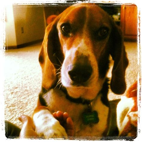 Oliver the beagle | Beagle, Animals, Dogs