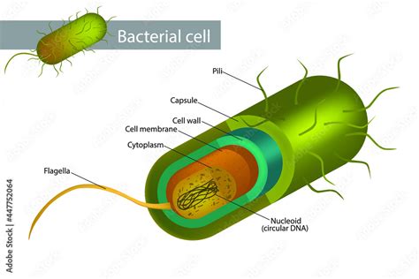 Bacteria Cell Structure. Illustration of a bacterial cell structure ...