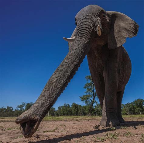 How Many Muscles Are In An Elephant’s Trunk? - BBC Wildlife Magazine ...