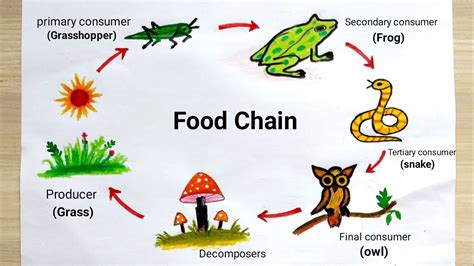 How To Draw A Diagram Of Food Chain - Design Talk