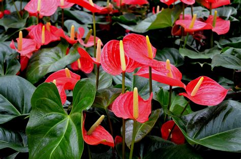 Anthurium andreanum - Riverside Garden Centre