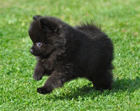 Black Newborn Pomeranian Puppies - Pets Lovers