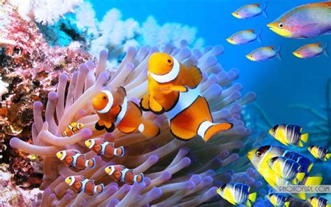 Sea Creatures Wallpaper - WallpaperSafari