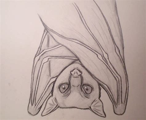 Fruit Bat- Sketch by painXshadows26 on DeviantArt