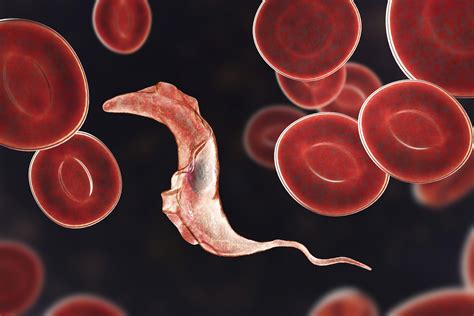 Blood parasites: Trypanosomiasis | LSTM