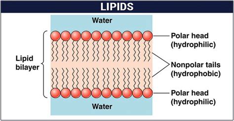 Lipids - Structure, Properties, Types And Classification of Lipids ...