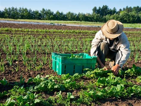 What is Organic Farming? - Earth.Org Kids