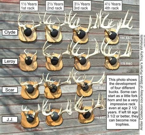 Growth chart. | Whitetail hunting, Deer hunting tips, Hunting blinds