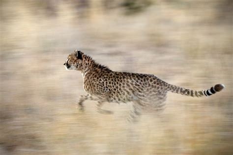 Cheetah Motion Blur | Sean Crane Photography