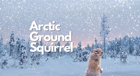 10 Arctic Ground Squirrel Facts, Pictures & Video: The Animal With The ...