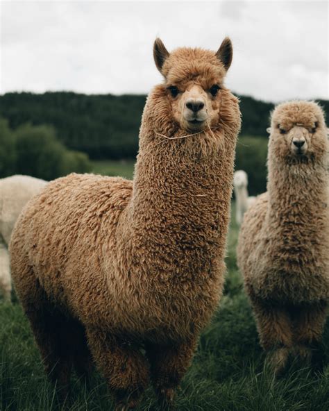 Download Cute Animals Huacaya Alpacas Wallpaper | Wallpapers.com