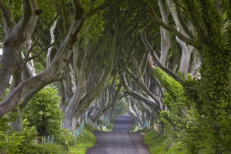 Iconic Game of Thrones location the Dark Hedges in Co Antrim vandalised ...