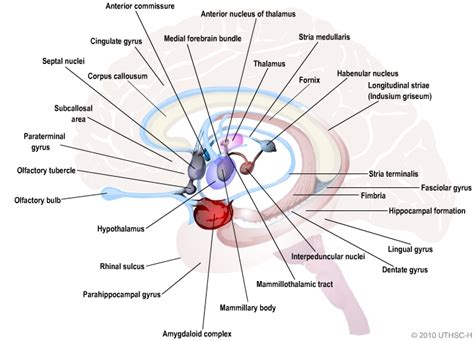 Hippocampus anatomy landmarks - lasopadash