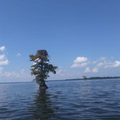 Reelfoot Lake State Park Camping | The Dyrt