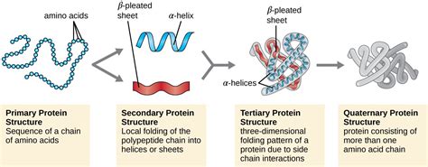 Proteins | Microbiology