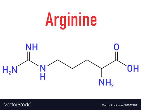 Arginine amino acid molecule skeletal formula Vector Image