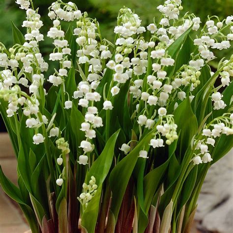 Buy Lily of the Valley | Convallaria Majalis For Sale Online