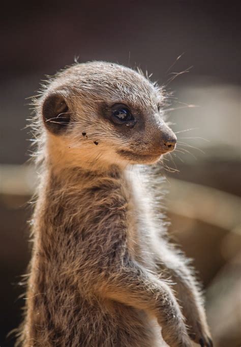 Meerkat pups play outside for the first time at Chester Zoo | Express ...