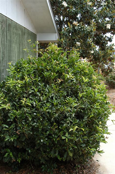 Osmanthus fragrans | Kiefer Nursery: Trees, Shrubs, Perennials