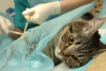 What are benefits and losses of spaying and neutering a cat?