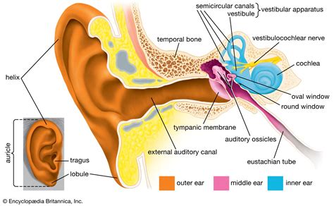 Human ear - Hearing, Anatomy, Physiology | Britannica