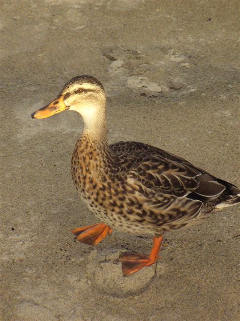 Mallard, Halfmoon Bay | I was convinced this was a female of… | Flickr