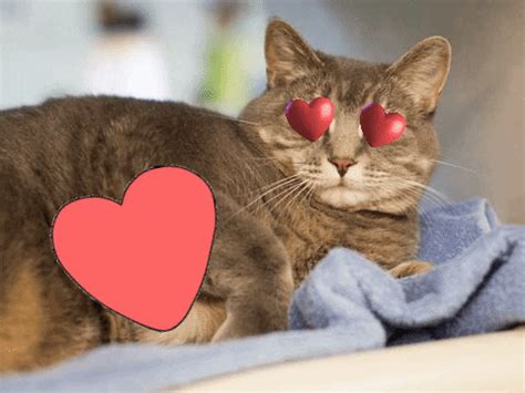 I Love You Cat GIF by Nebraska Humane Society - Find & Share on GIPHY