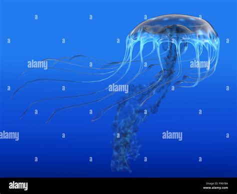 The jellyfish is a predator of the oceans and feeds on small fish and ...