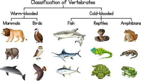 Diagram showing Classification of Vertebrates 2046667 Vector Art at ...