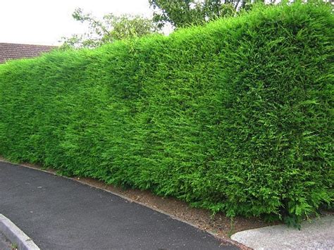 Leylandii Hedges Image Gallery | Evergreen Hedging