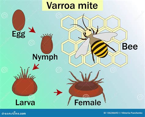 Varroa Destructor is an External Parasitic Mite that Attacks the Honey ...